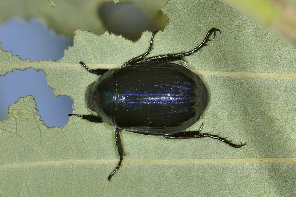 Anomala dubia, Rutelidae